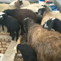 میش های اصیل شال