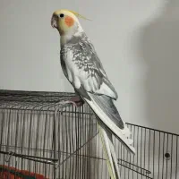 عروس هلندی نر