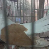 کفتر نوک ریز خاص