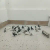 کفتر|پرنده|مشهد, کشف|دیوار