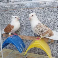 کبوتر دوکتی