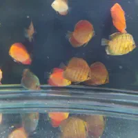 ماهی دیسکس 2اینچ