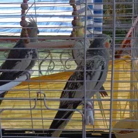 3تا عروس هلندی یکی نر 2تا ماده|پرنده|سنگر, |دیوار