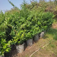 گل یاس|گل و گیاه طبیعی|نشتارود, |دیوار