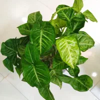 گل آگلونما، زاموفیلیا ، خاک و کود مخصوص رشد|گل و گیاه طبیعی|یزد, |دیوار