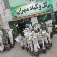 گل و گیاه مهران بار جدید رسید