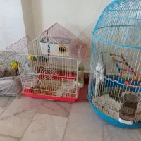 مرغ عشق هلندی|پرنده|خدا آفرین, |دیوار