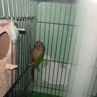 طوطی گرینچیک|پرنده|بندرعباس, |دیوار