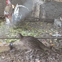 تعویض پرنده خانگی با سهره نر