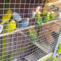 مرغ عشق|پرنده|مرودشت, فرهنگ|دیوار