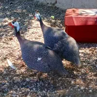 مرغ شاخدار تخم گذار