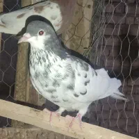 کبوتر یالی سرکه ی گلدار ماده|پرنده|مرودشت, نقش رستم|دیوار