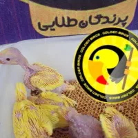 جوجه ملنگو ( لوتینو ) زرد و سبز سرلاکی تا نرمه خور