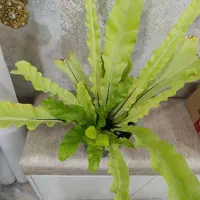 سرخس اشیانه