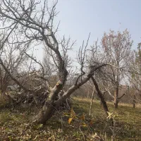 حرس کار باغچه پذیرفته میشود دونفری کاربلد