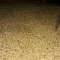 بذر گندم آبی رقم پیشگام