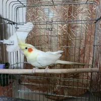 عروس هلندی ماده لوتینو