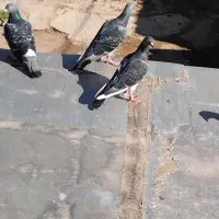 کبوتر سبز و پلاکی|پرنده|شباب, |دیوار