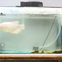 اسفرانوس کامل دستی معاوضه با پرنده