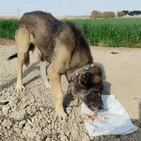 سگ سرابی|سگ|اسلامشهر, شاطره|دیوار