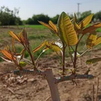 اکیپ (پیوندزن) درخت پسته(باضمانت)