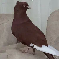 سرخ گارا کبوتر|حیوانات|الوند, |دیوار