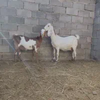 بز...|حیوانات مزرعه|کاشان, فاز ۱ ناجی آباد|دیوار