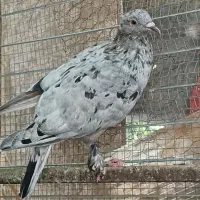 هفت رنگ عتیقه