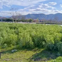300-متر-زمین-مسکونی-با-پروانه-ساخت