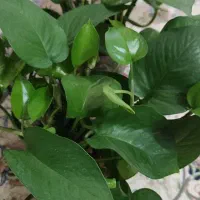 قلمه پتوس|گل و گیاه طبیعی|فولادشهر, B6|دیوار