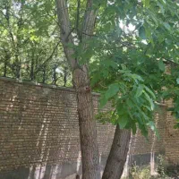 مزایده خانه ویلایی در شهمیرزاد|فروش خانه و ویلا|شهمیرزاد, |دیوار