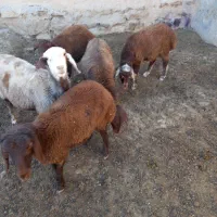 ۵عددبره ۳تاماده۲تانر