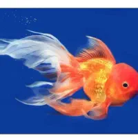 فروش آکواریوم با تمام وسایل