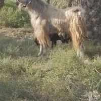 بز کهره دار