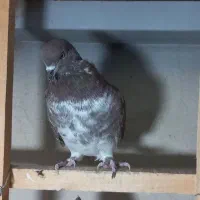 ۵ عدد گرفتنی|پرنده|قم, حنیف نژاد|دیوار