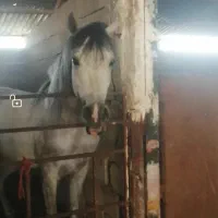اسب عرب مصری