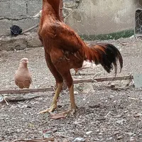 خروس لاری