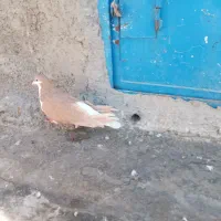 ساده زرد ماده|پرنده|اسفراین, |دیوار