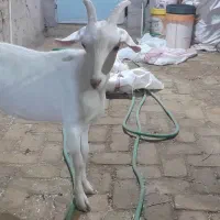 گیسه سانن و گیسه پاکستانی شیرا