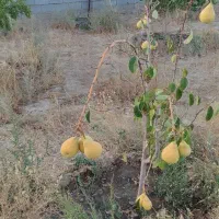 باغ فروشی ( نقد و اقساط)|فروش زمین و ملک کلنگی|مشهد, شیرحصار|دیوار
