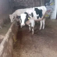 ۲راس گوساله نر|حیوانات مزرعه|ثمرین, |دیوار