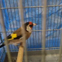 سهره رام نر|پرنده|ماکو, |دیوار