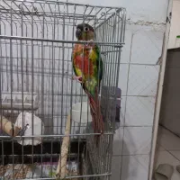 دو عدد طوطی گرینچیک ماده|پرنده|گلستان (تهران), |دیوار