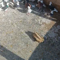 کبوتر|پرنده|تبریز, |دیوار