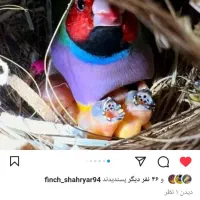 گلدین بالغ جفت جوجه موجود است|پرنده|رشت, آتشگاه|دیوار