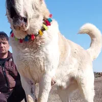 آلابای اصیل جهت ک/ش/ش