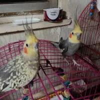 عروس هلندی