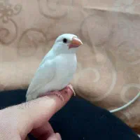 فنچ نرگسی دستی