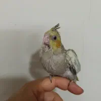 جوجه عروس هلندی سرلاکی