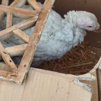 نیمچه بوقلمون بیوتی